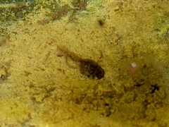 Rana boylii