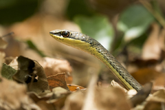 Psammophis orientalis