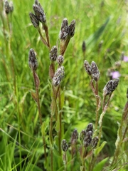 Saussurea nigrescens