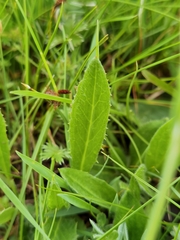 Saussurea nigrescens