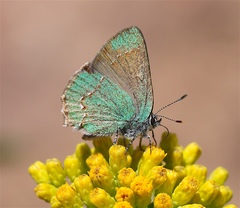 Callophrys affinis apama