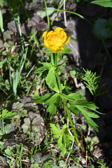 Trollius sibiricus