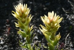 Castilleja applegatei breweri