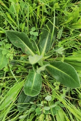 Saussurea superba