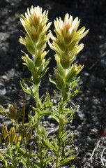 Castilleja applegatei breweri