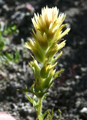 Castilleja applegatei breweri