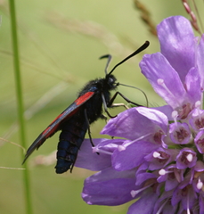Zygaena viciae