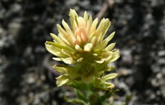 Castilleja applegatei breweri