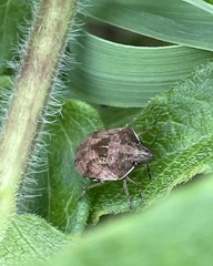 Homaemus aeneifrons
