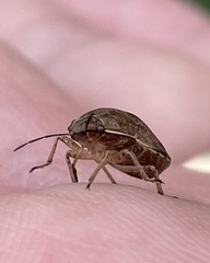Homaemus aeneifrons