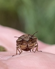 Homaemus aeneifrons