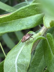 Homaemus aeneifrons