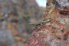 Oplurus quadrimaculatus