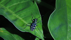 Cosmodela batesi