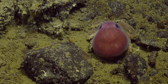 Graneledone boreopacifica