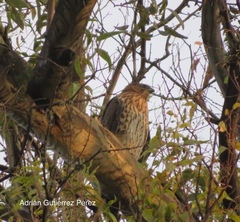 Accipiter cooperii
