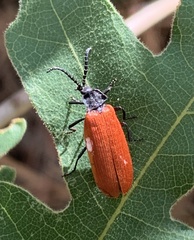 Macrolygistopterus rubripennis