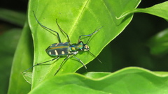 Cosmodela batesi