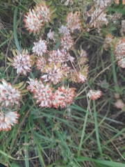 Anthyllis vulneraria