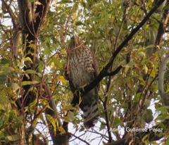 Accipiter cooperii