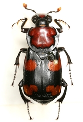 Nicrophorus americanus