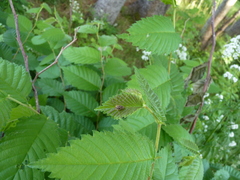 Rilaena triangularis