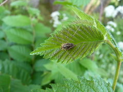 Rilaena triangularis