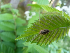 Rilaena triangularis