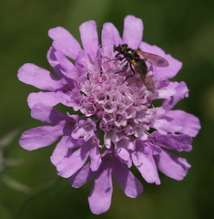Scabiosa lucida