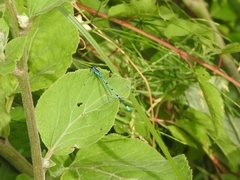 Coenagrion puella
