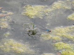 Erythromma viridulum