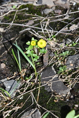 Ranunculus nivalis