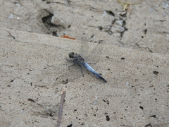 Orthetrum cancellatum