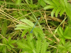 Coenagrion puella