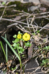 Ranunculus nivalis