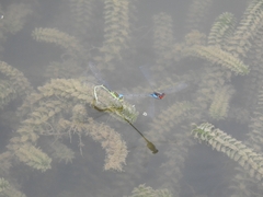 Erythromma viridulum