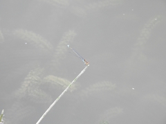 Erythromma viridulum