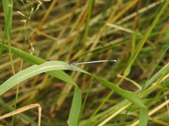 Platycnemis pennipes