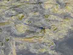 Erythromma viridulum