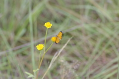 Pardopsis punctatissima