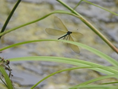 Calopteryx splendens
