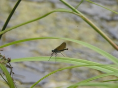 Calopteryx splendens