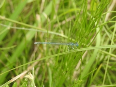 Platycnemis pennipes