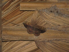 Hemeroblemma opigena