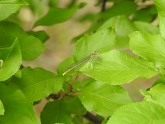 Platycnemis pennipes