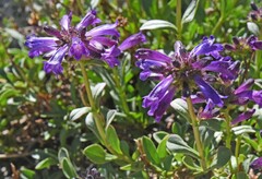 Penstemon heterodoxus heterodoxus