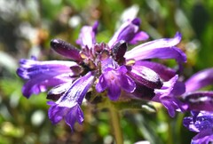 Penstemon heterodoxus heterodoxus