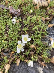 Cherleria arctica
