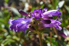 Penstemon heterodoxus heterodoxus