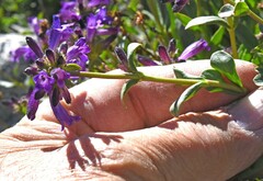 Penstemon heterodoxus heterodoxus